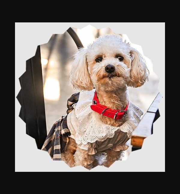 Pet Friendly